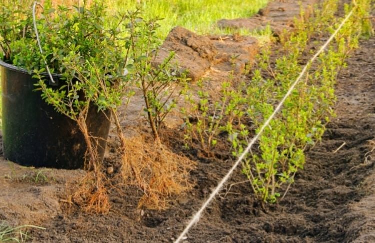 Planting af ligusterhæk