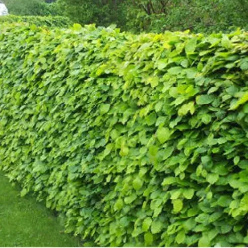 Bøgehæk planter 50-80 cm. 10 stk. bundt. 3 årig omplantede hækplanter i bøg