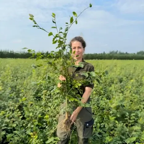 barrods bøgehæk plante fagus-sylvatica