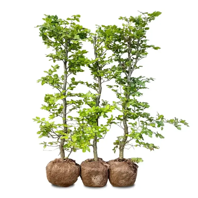 bøgehæk-færdighæk-sommer 120 cm.