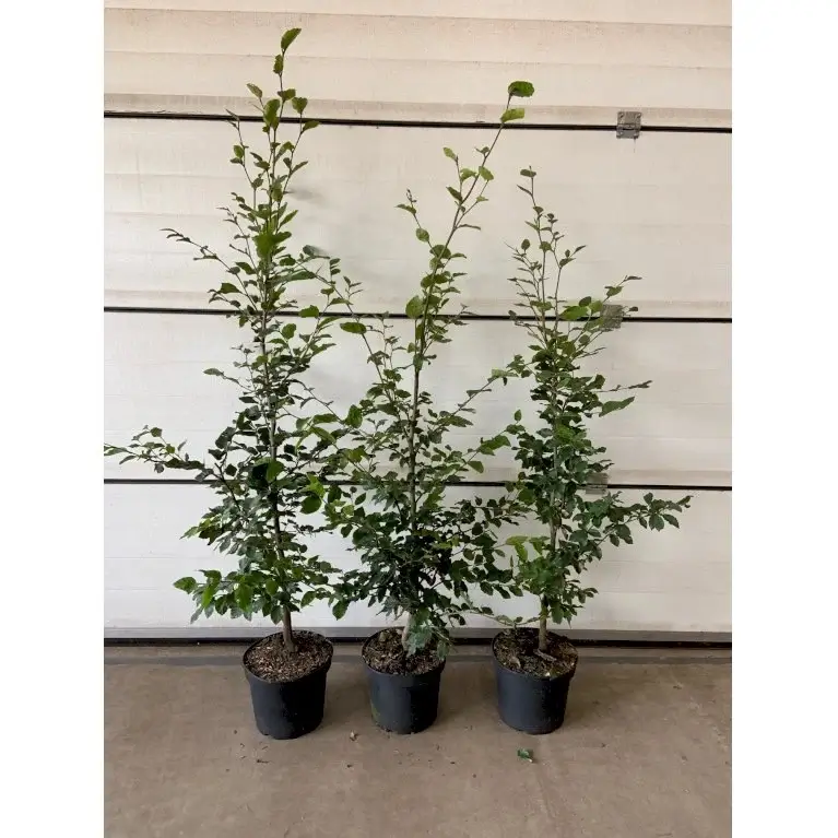 bøgehæk plante i potte fagus-sylvatica