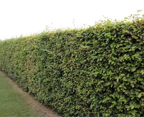 grøn bøgehæk