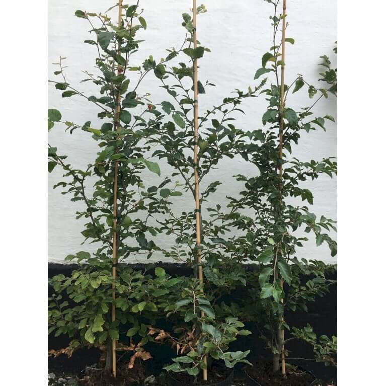store bøgeplanter i potte fagus-sylvatica 125 - 175 cm til bøgehæk