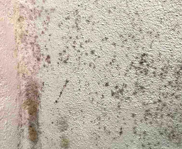 skimmelsvamp på væg