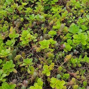 sedummaatter sedummaatte sedumtag sedum